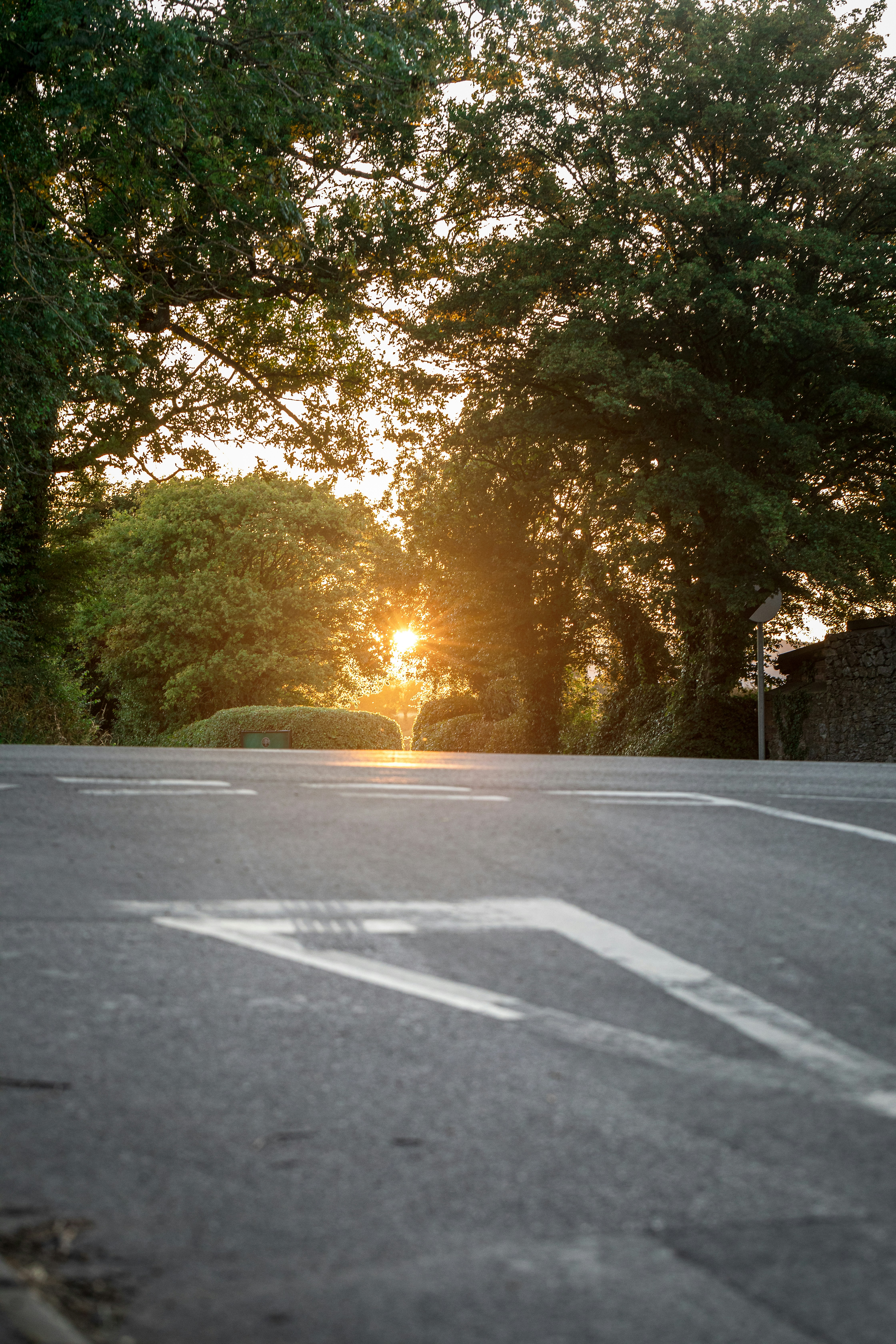 gray concrete road between green trees during daytime