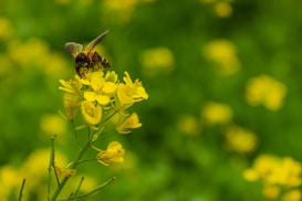 A bee is perched on a cluster of vibrant yellow flowers with a lush green background, providing a natural and lively setting.