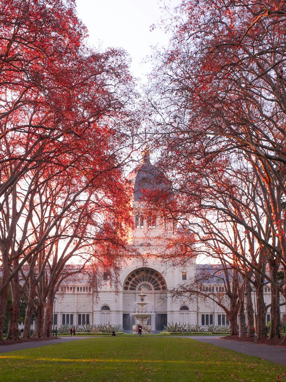 red leaf trees near white concrete building