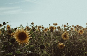 sunflower field under blue sky during daytime