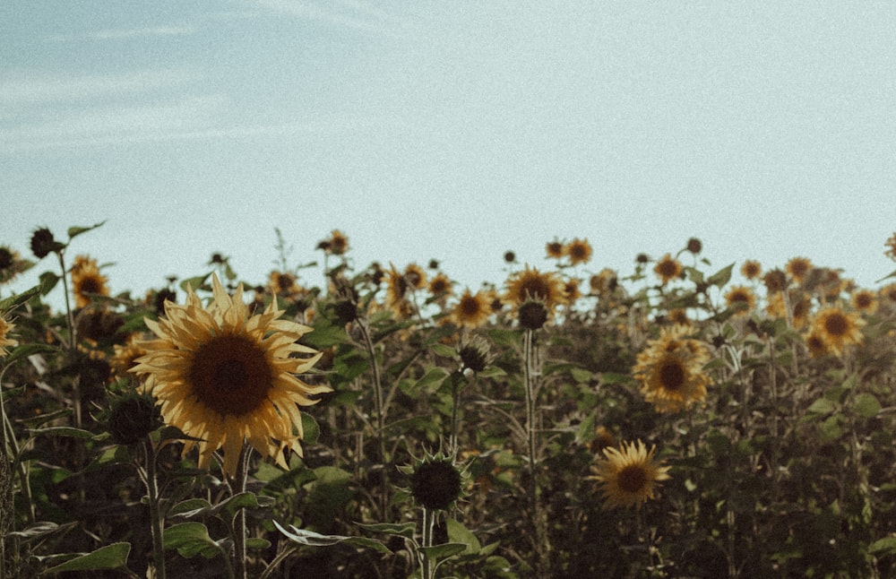 sunflower field under blue sky during daytime