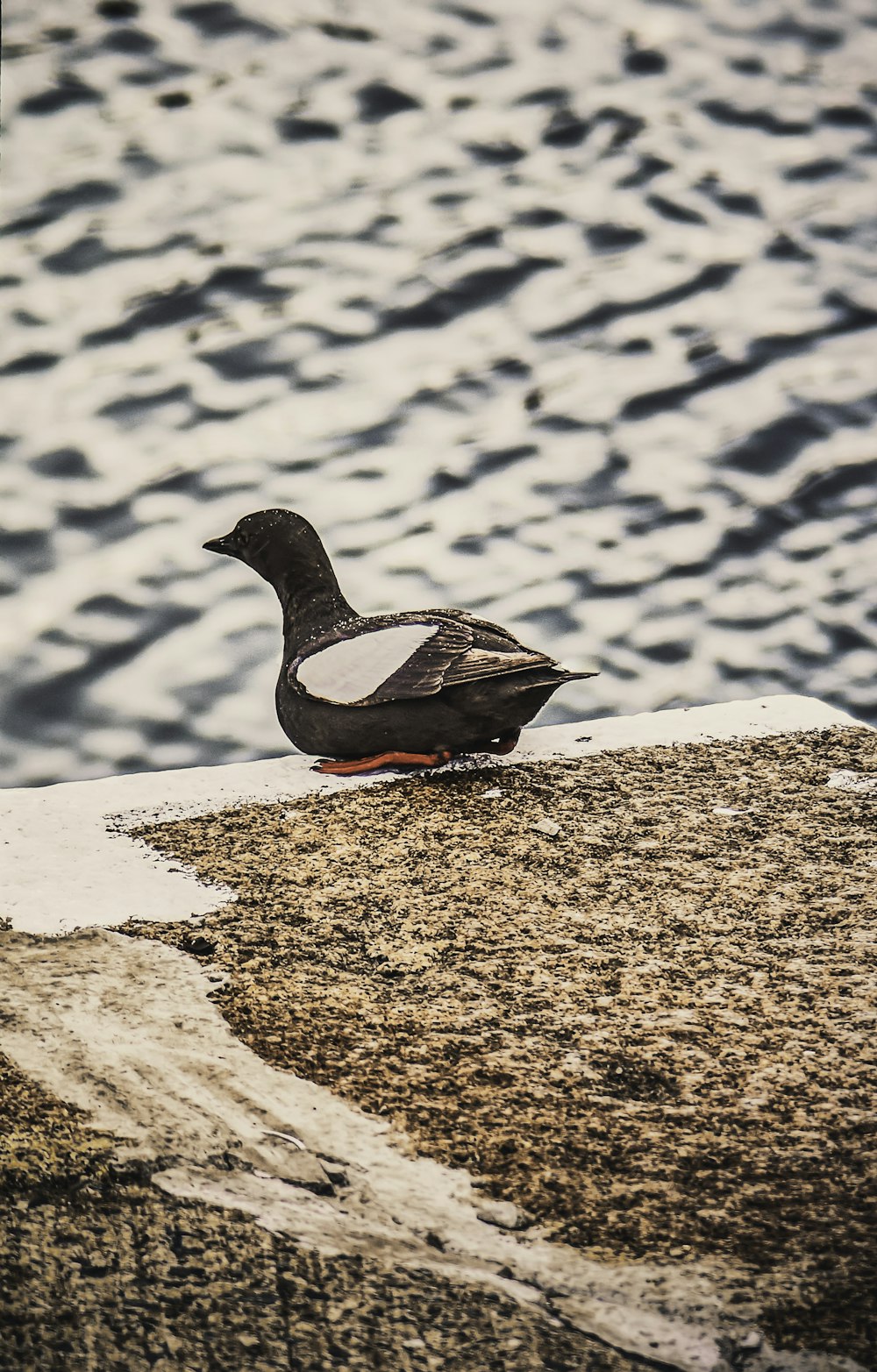 black and white duck on brown sand during daytime
