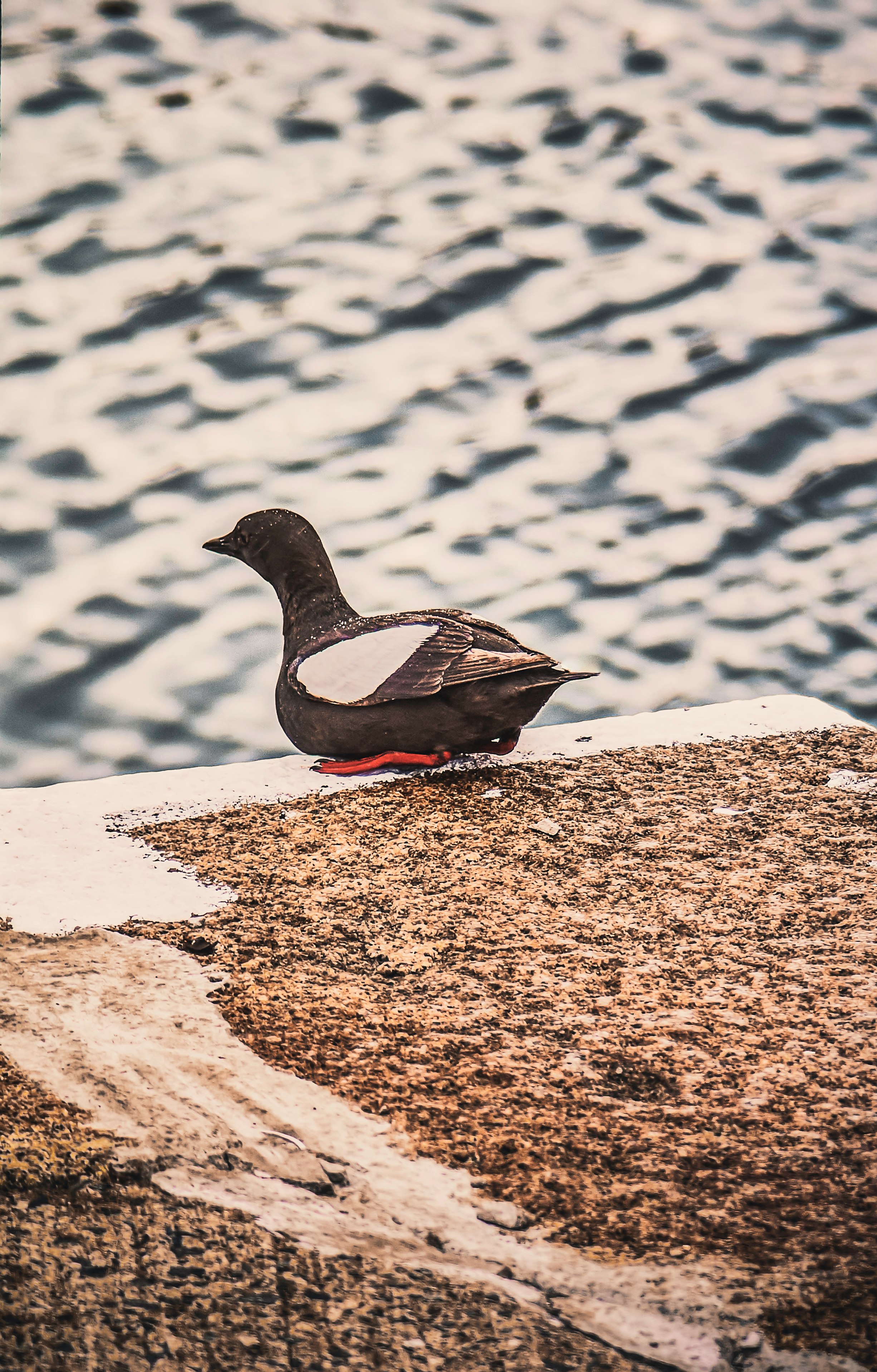 black and white duck on brown sand during daytime