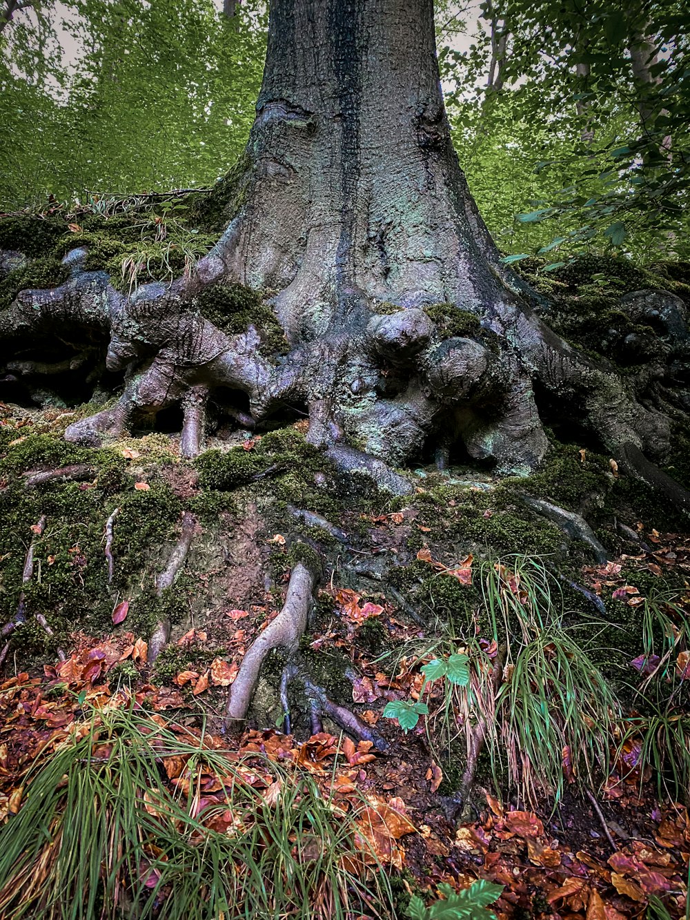 tronc d’arbre brun sur un champ d’herbe verte