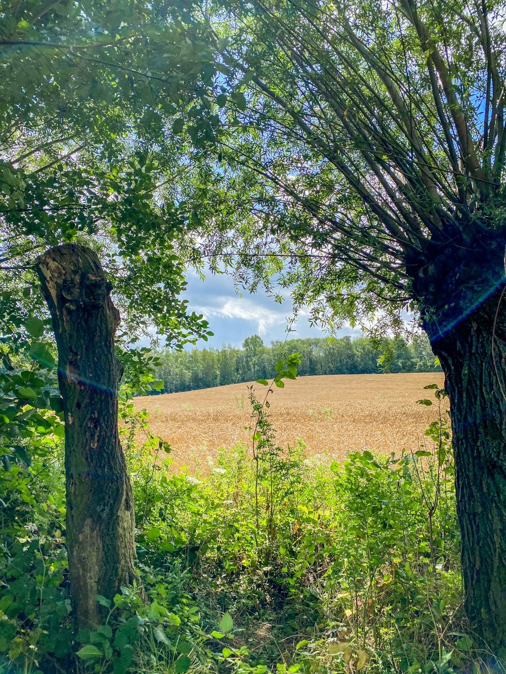 green tree on yellow flower field during daytime