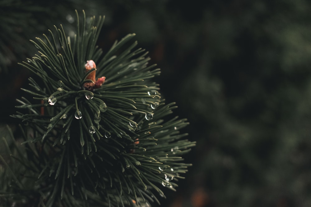 red and black ladybug on green pine tree