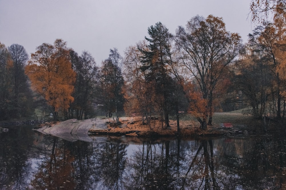 brown trees near lake during daytime