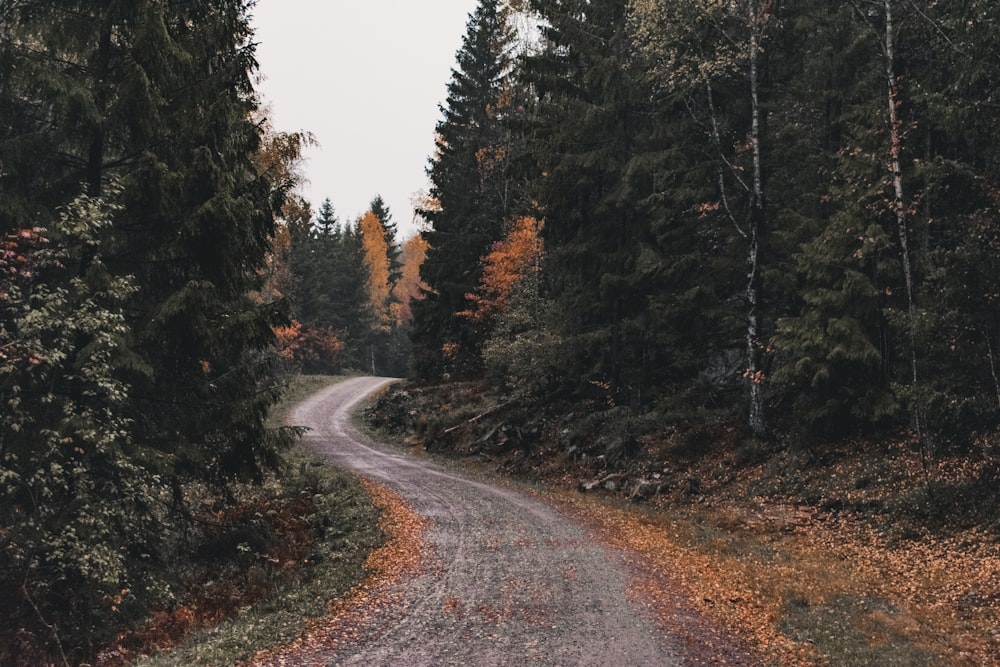 gray asphalt road between green trees during daytime