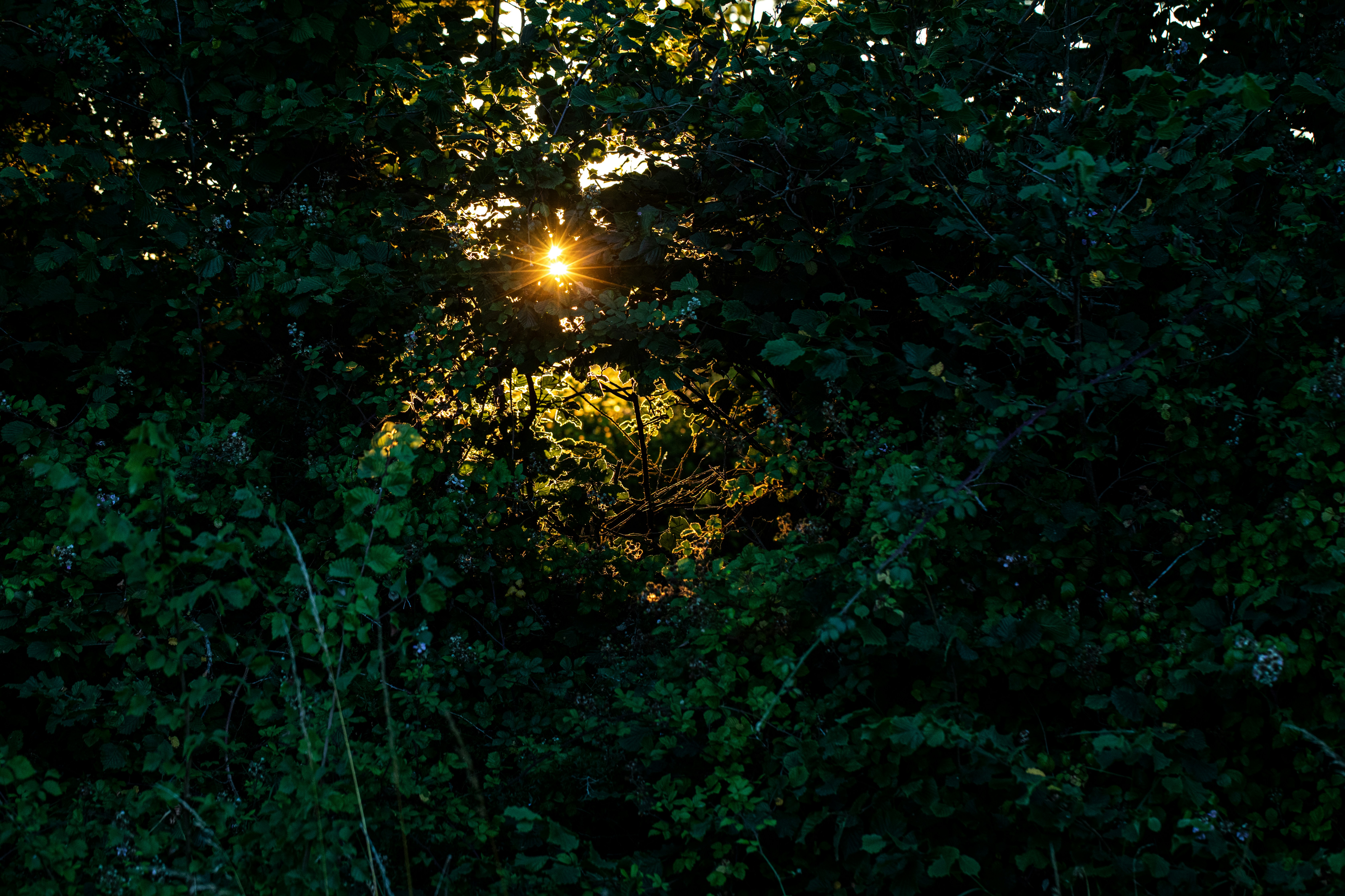 green trees with sun rays
