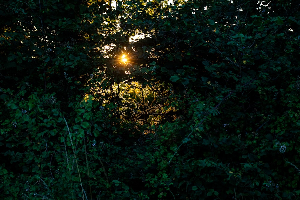 green trees with sun rays