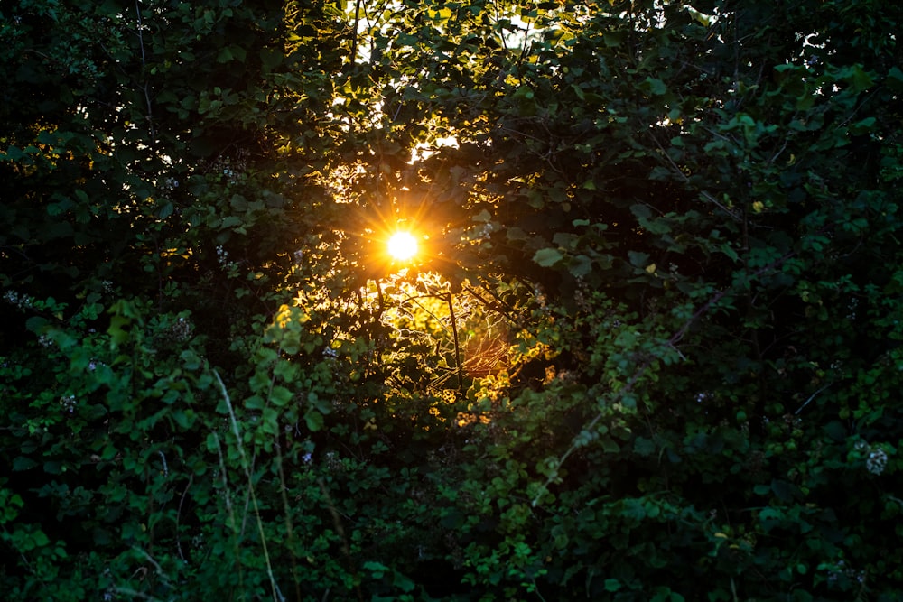 sun rays coming through green trees