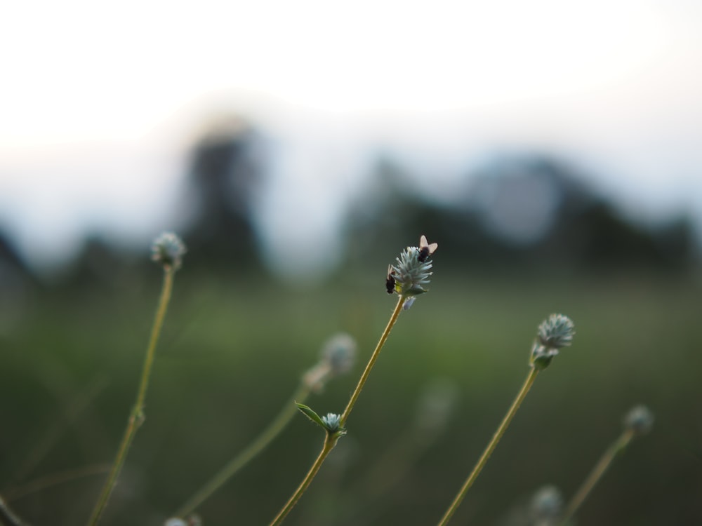 green plant in tilt shift lens