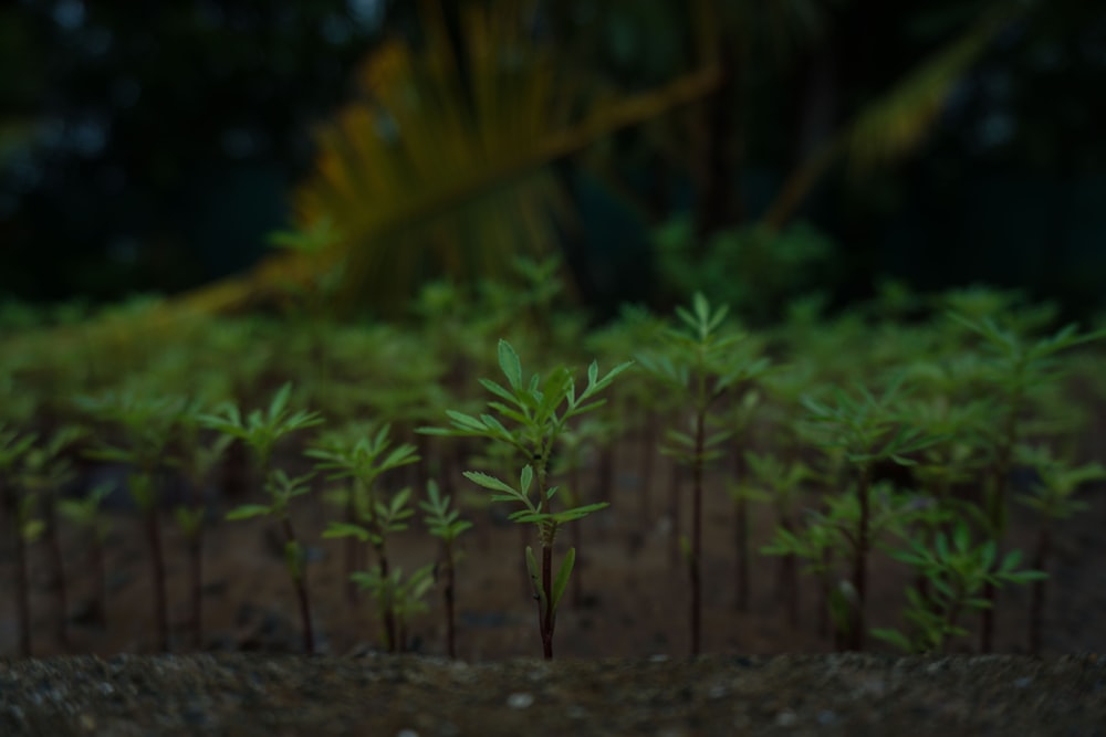 green plant on brown soil