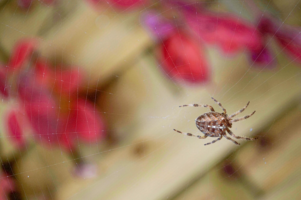 Braune Spinne im Netz in Nahaufnahmen während des Tages