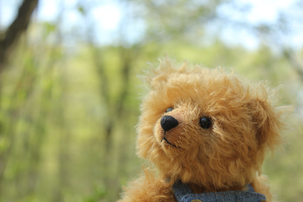 brown bear plush toy on green grass during daytime