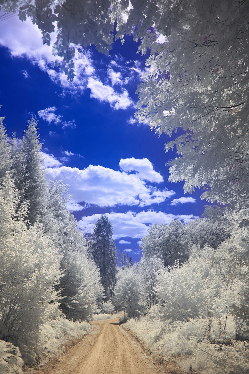 green trees under blue sky during daytime