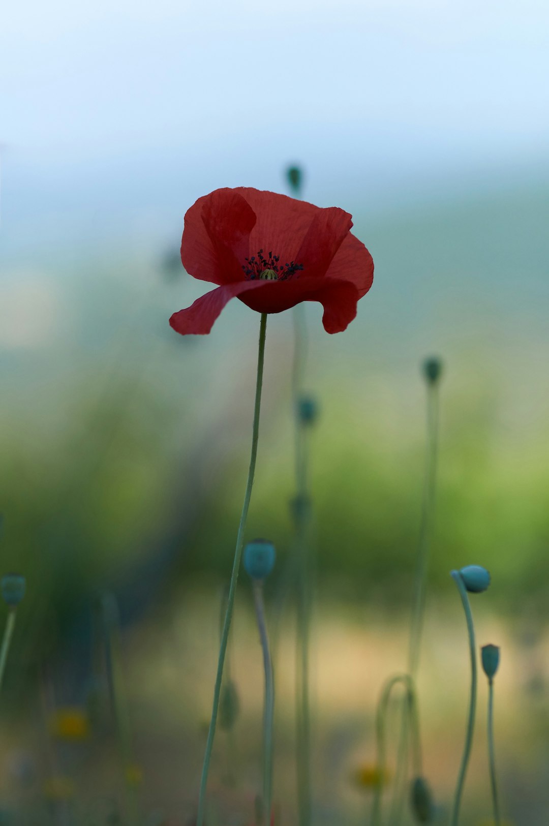 red flower in tilt shift lens photo – Free Wallpapers Image on Unsplash