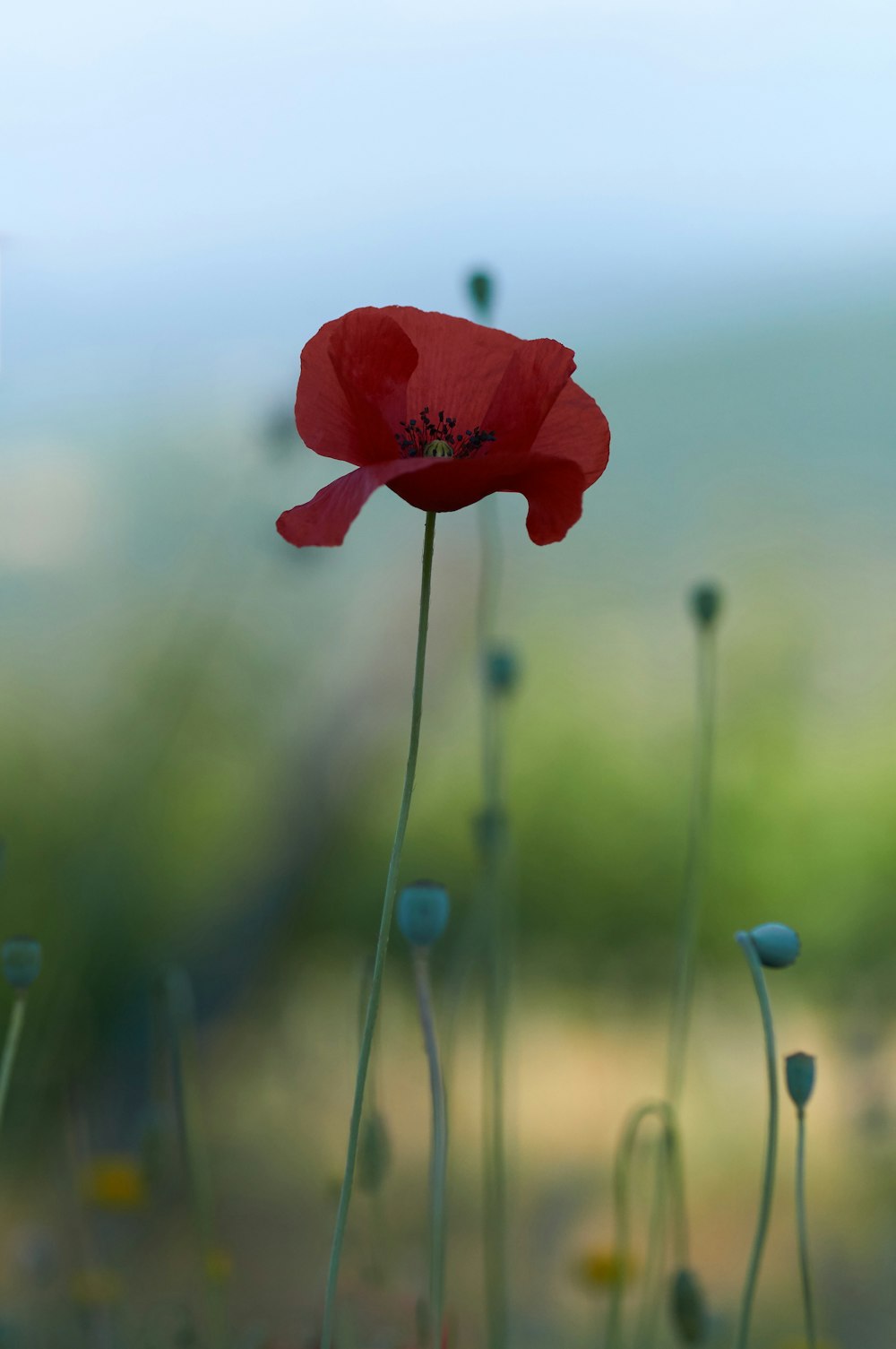 red flower in tilt shift lens