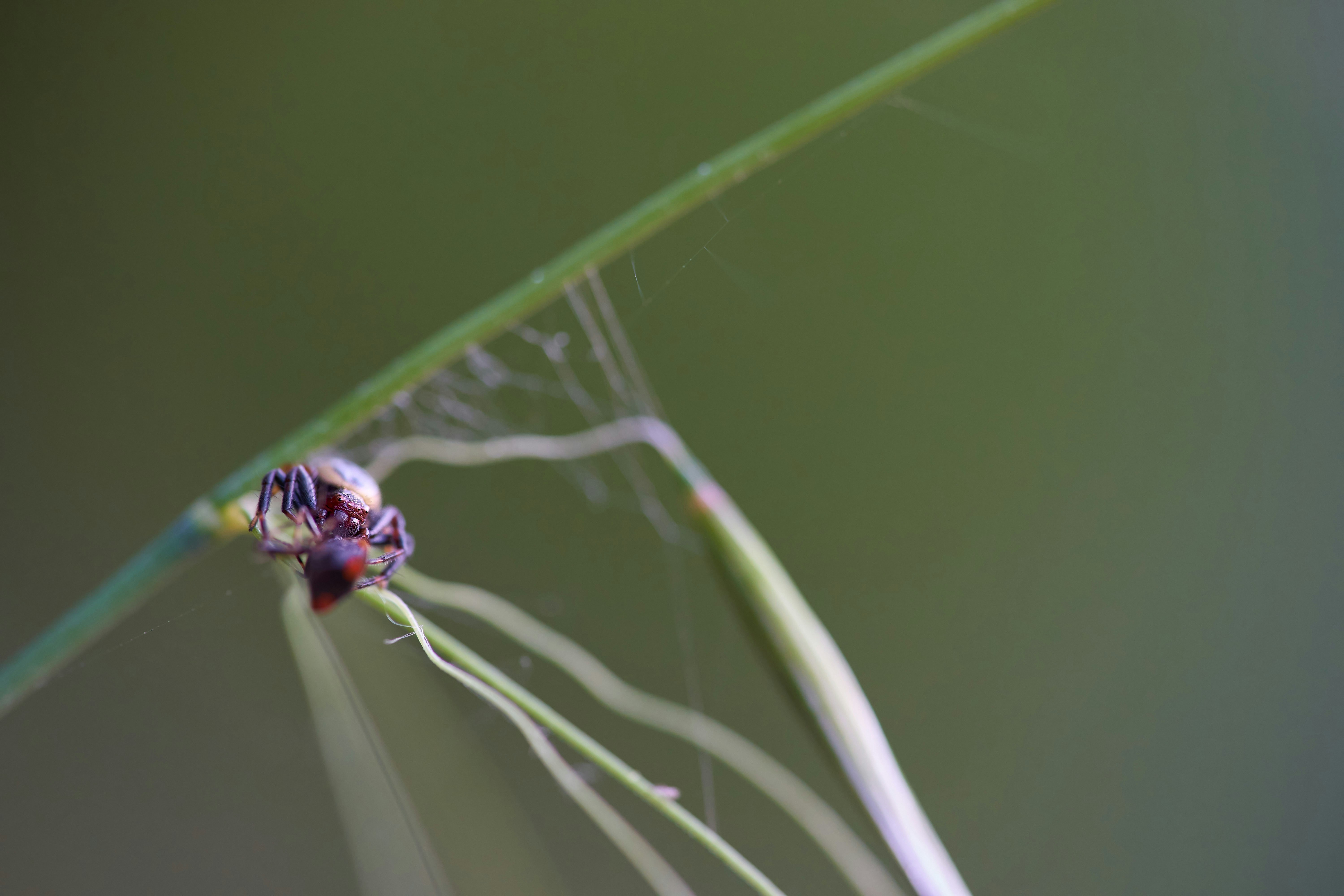 Photo by wolfgang_hasselmann