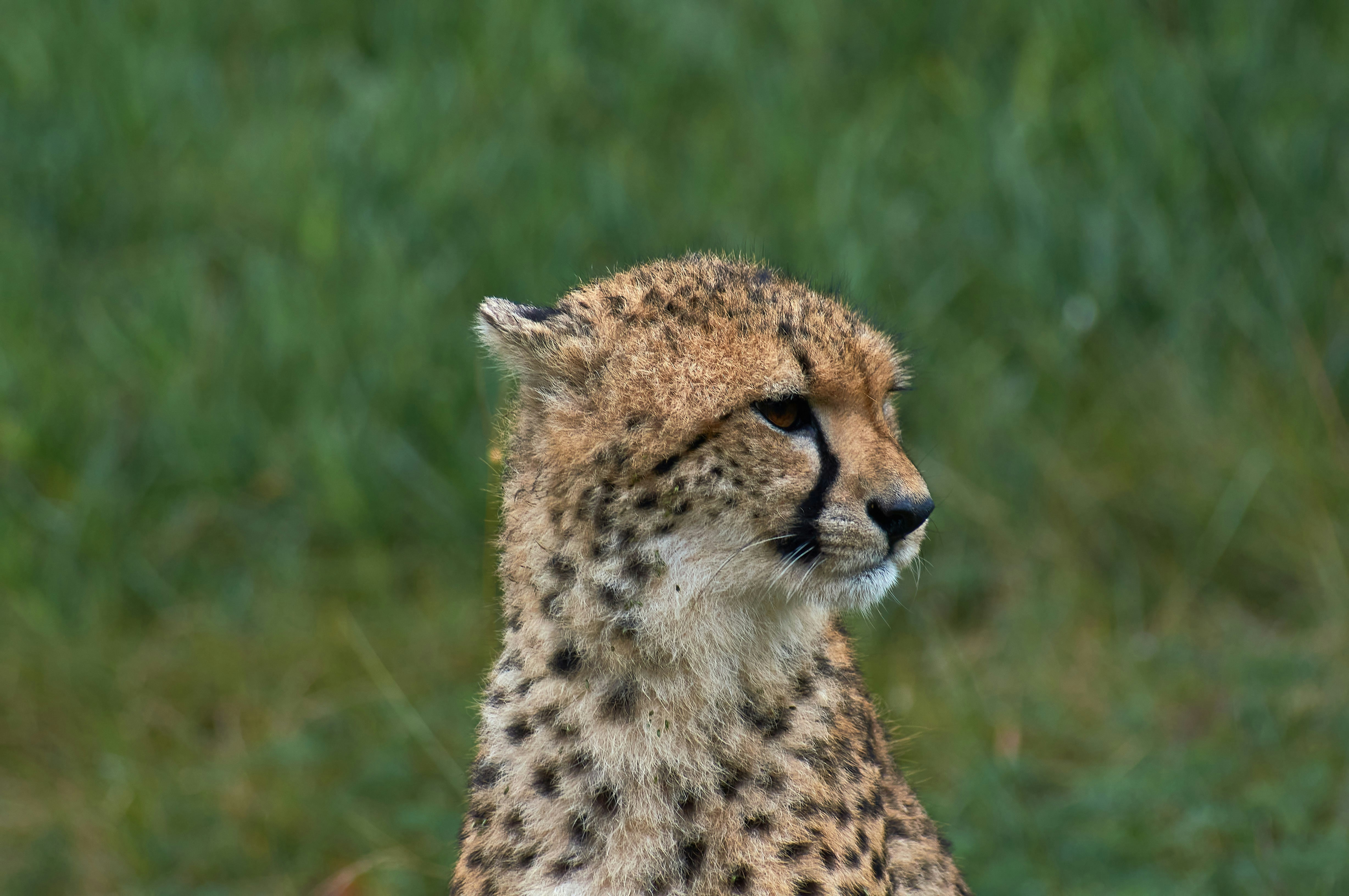 Photo by wolfgang_hasselmann