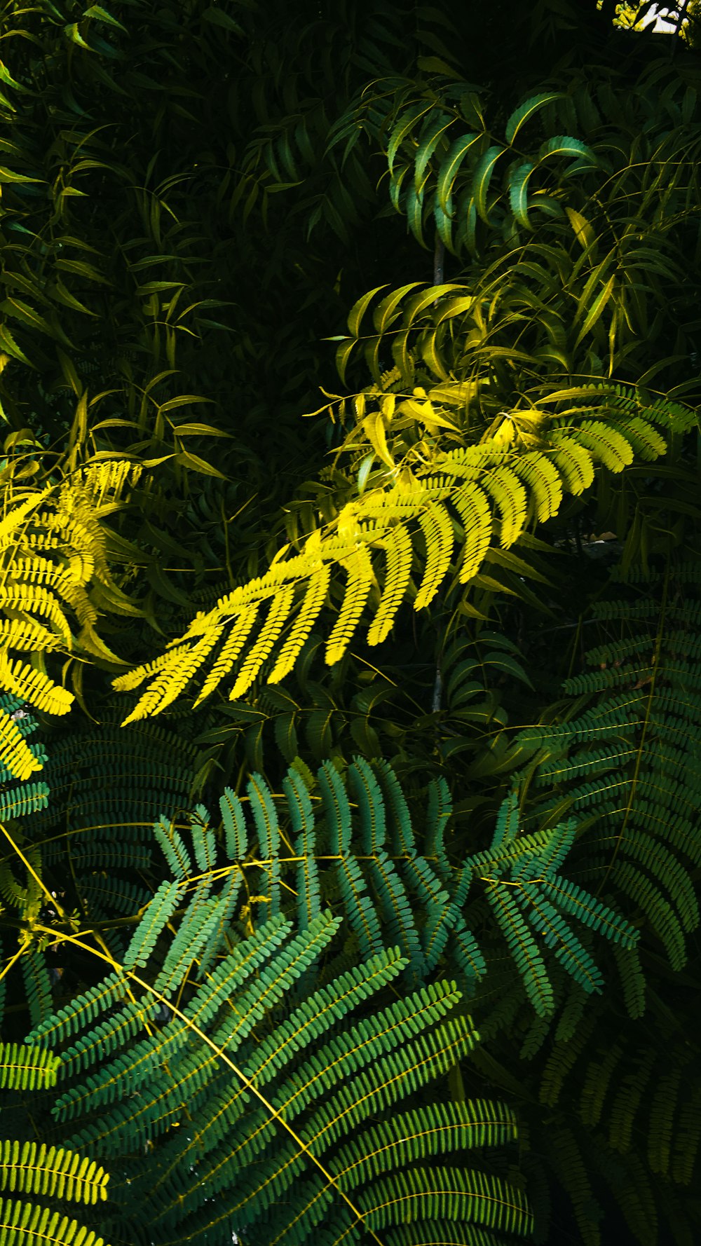 pianta di felce verde durante il giorno