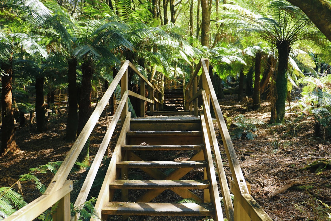 Jungle photo spot Monga Mountain Australia