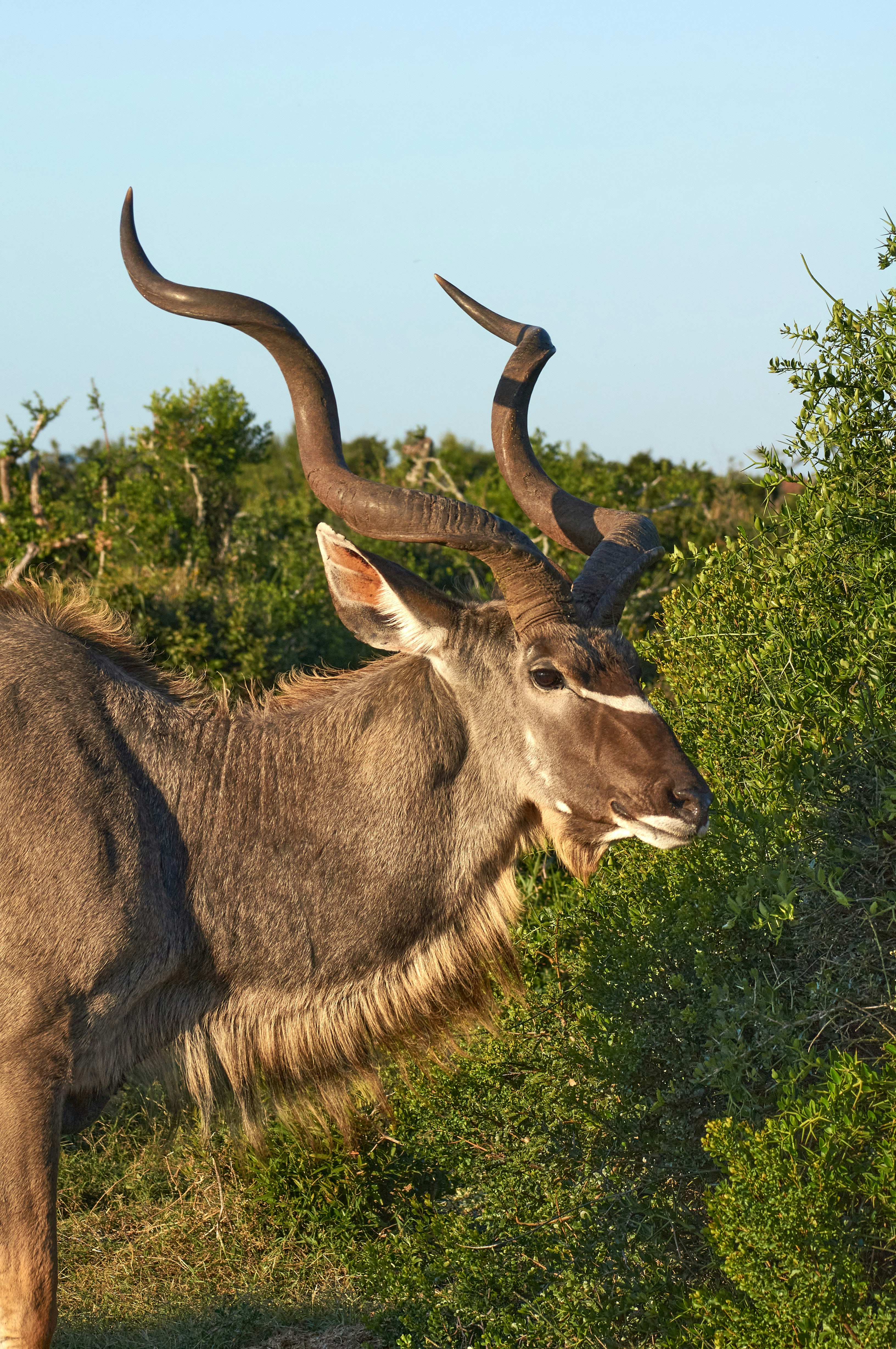 Photo by wolfgang_hasselmann