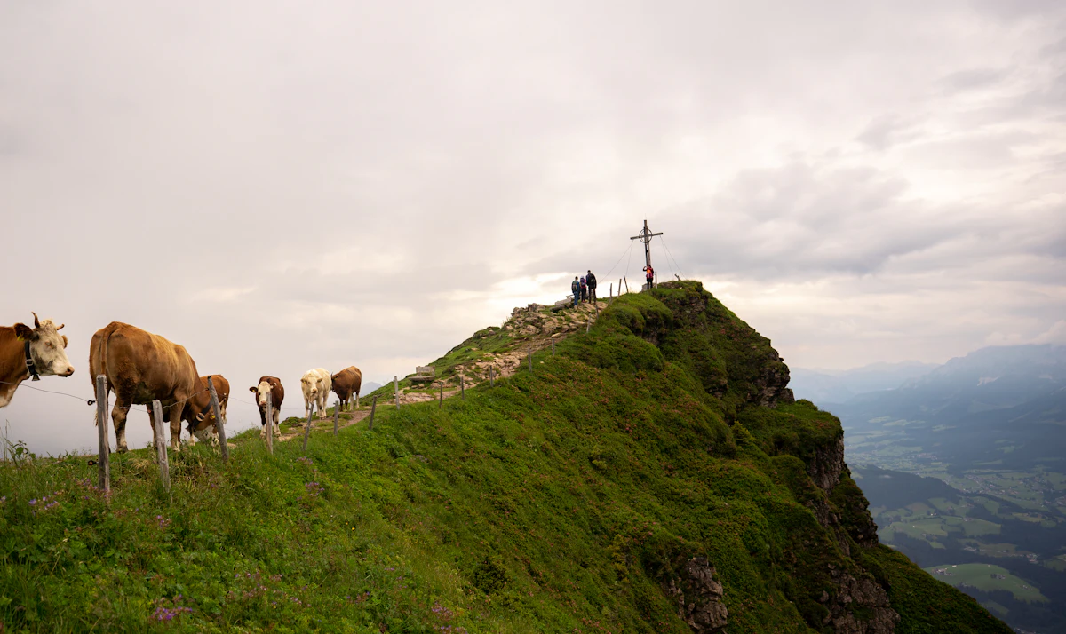 Cows on a grassy ridge of the Kitzbüheler Horn below a summit cross, with the valley far below