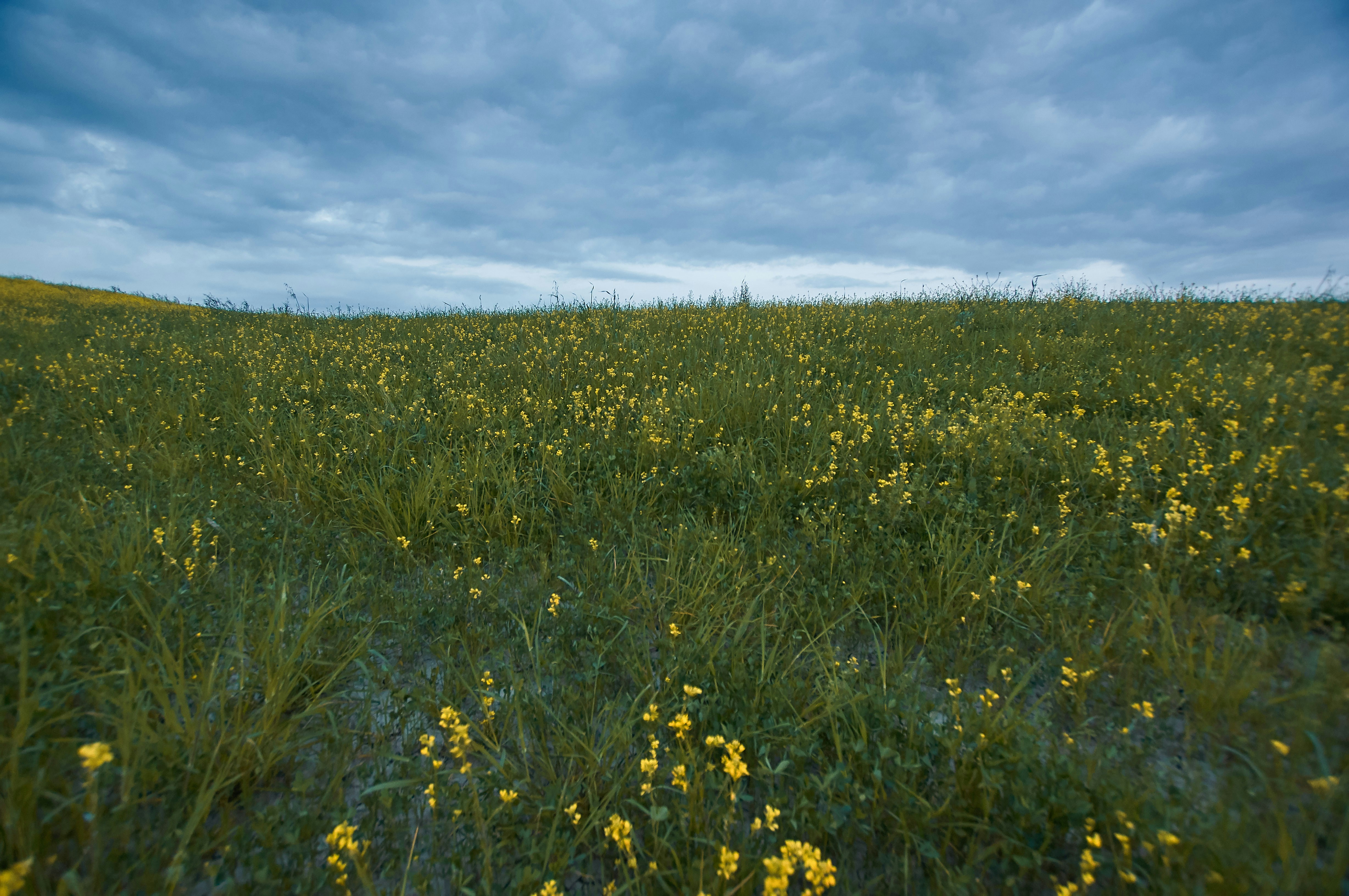 Photo by wolfgang_hasselmann