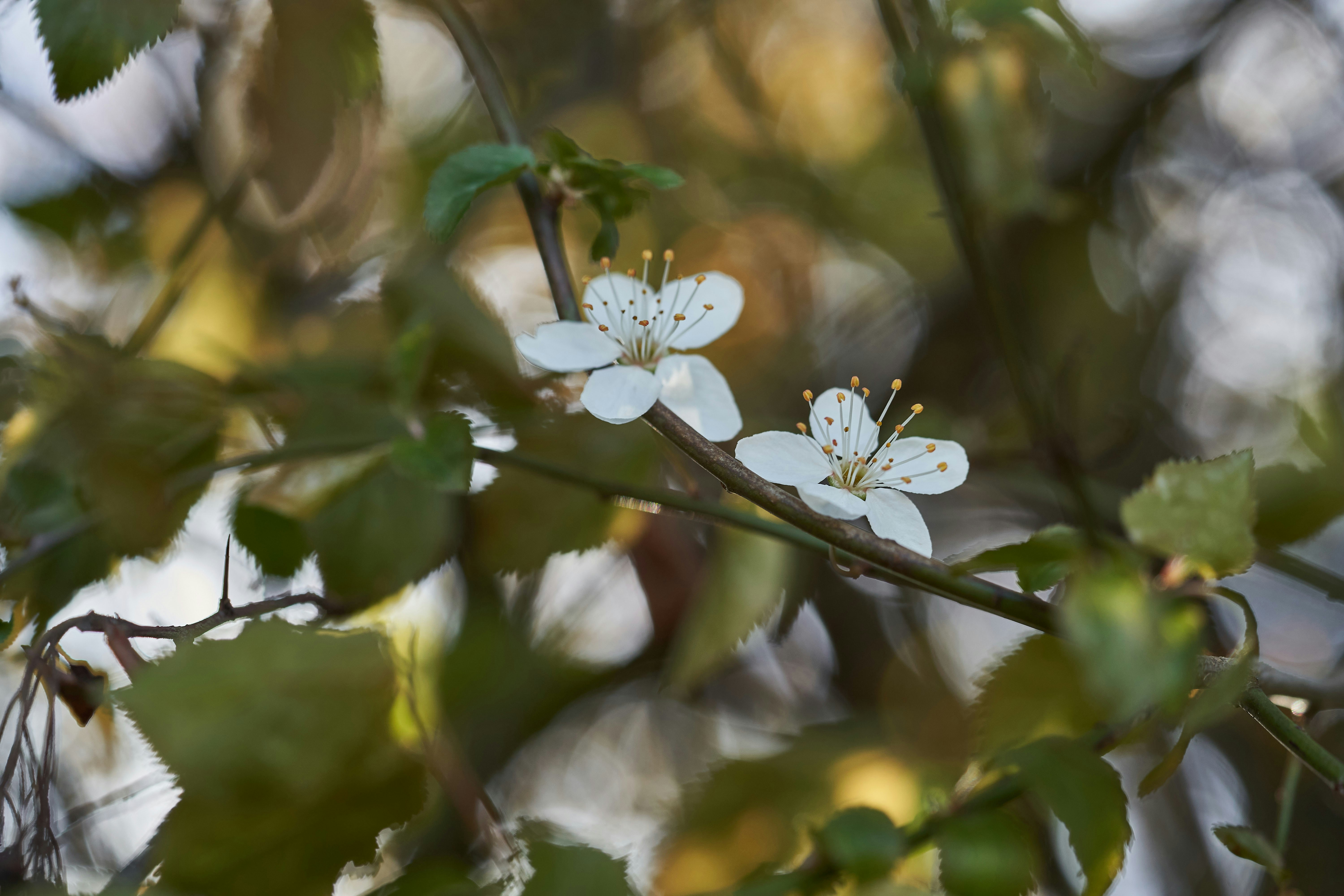 Photo by wolfgang_hasselmann