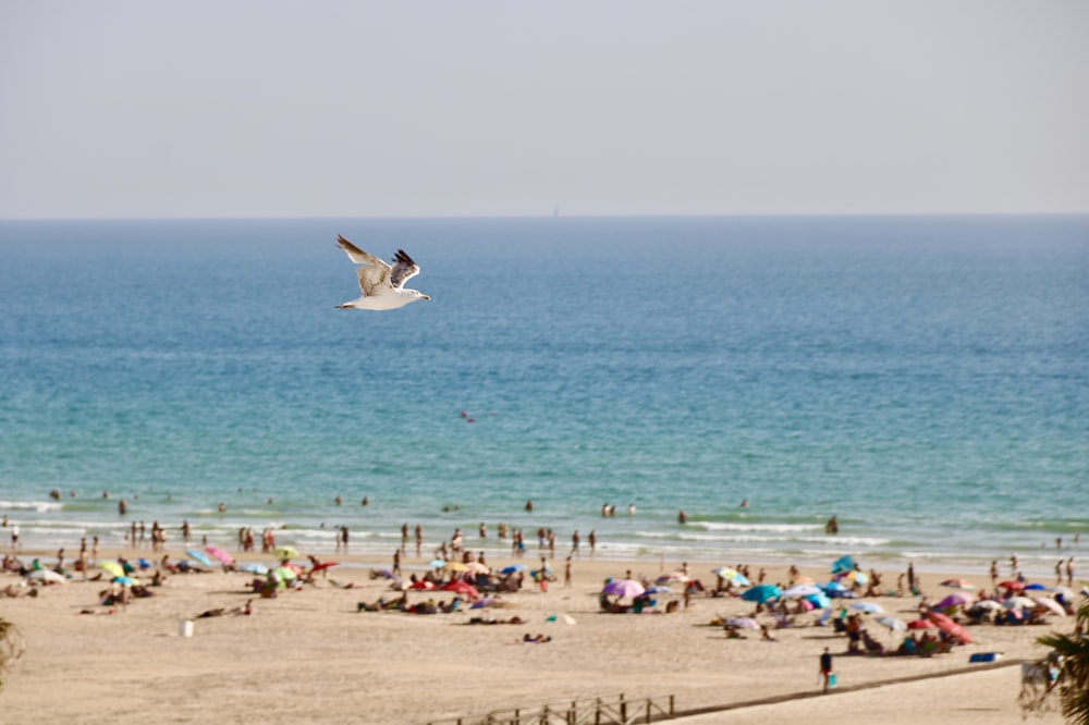 people on beach during daytime