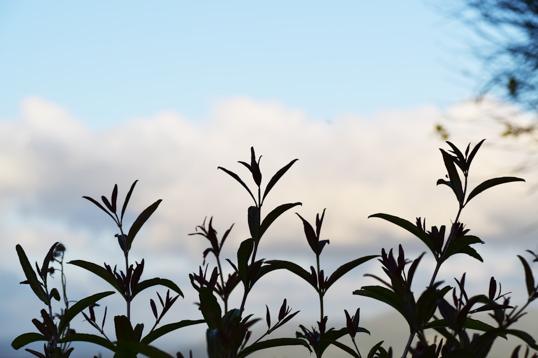 green plants under blue sky during daytime