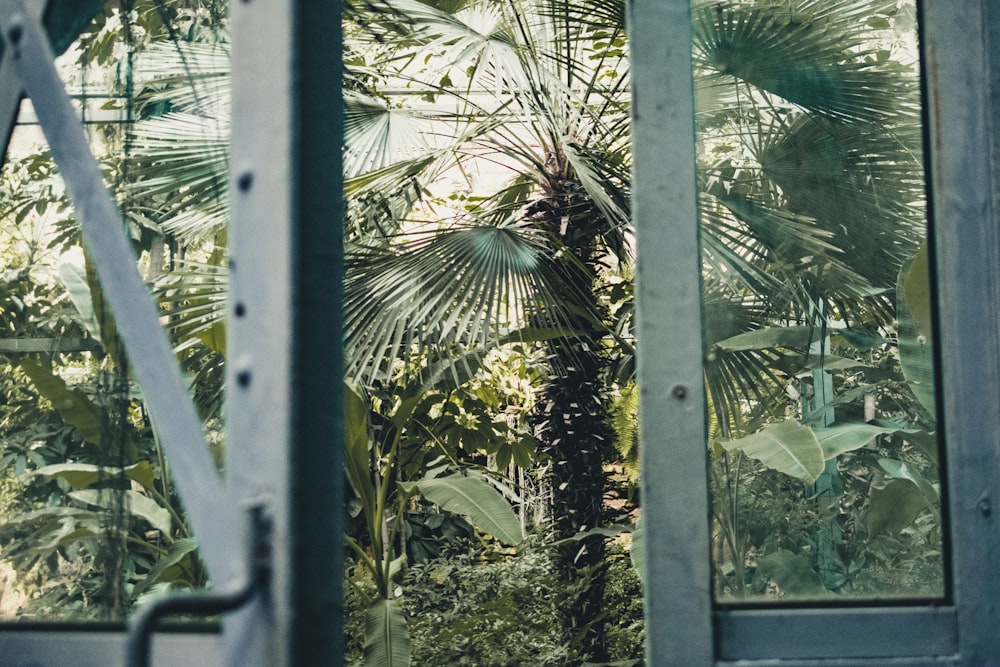 green palm tree near window