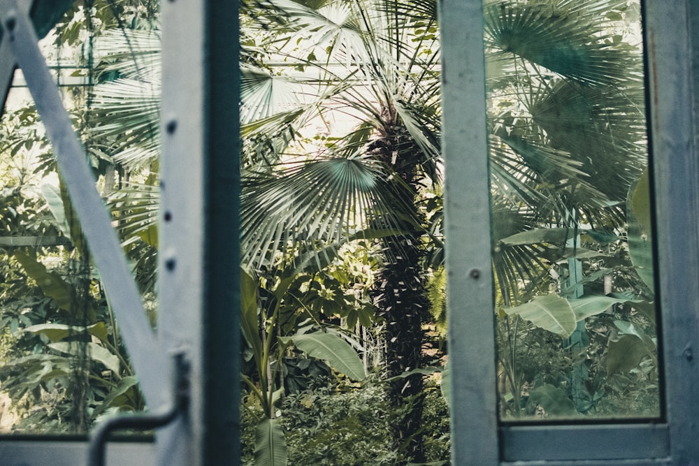 Palmera verde cerca de la ventana