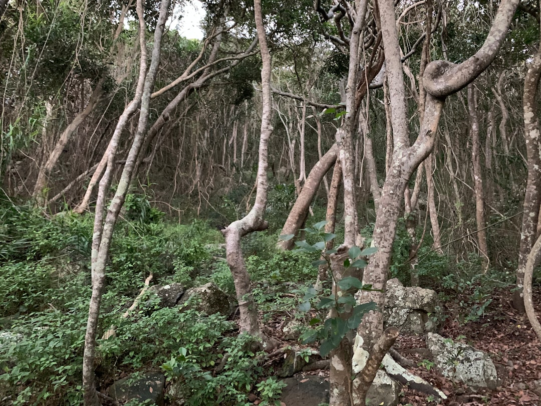 Forest photo spot Tallebudgera Leisure Centre Currumbin QLD