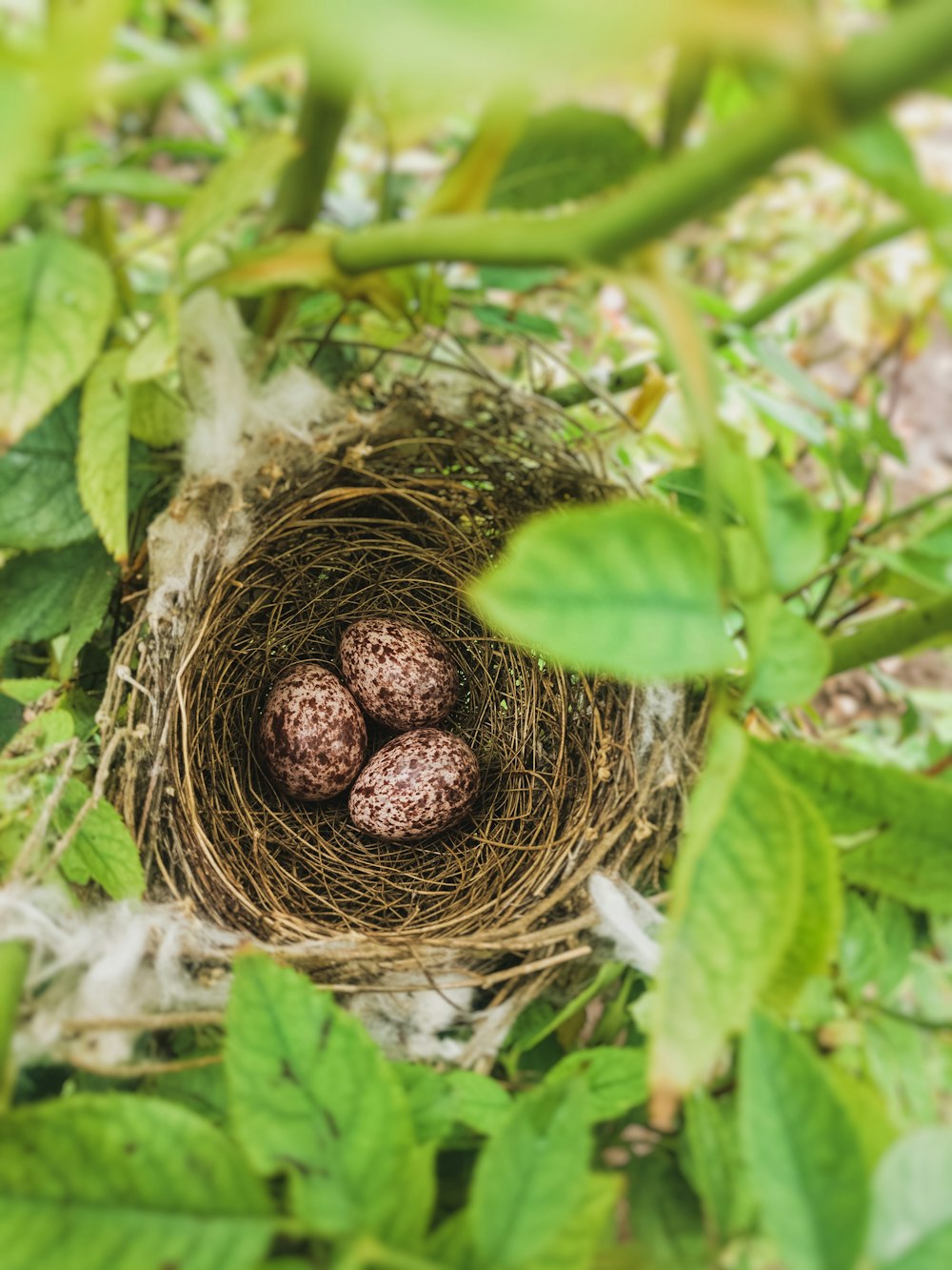 brown bird nest on green plant