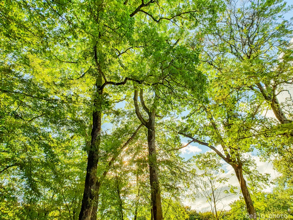 green trees on green grass field during daytime