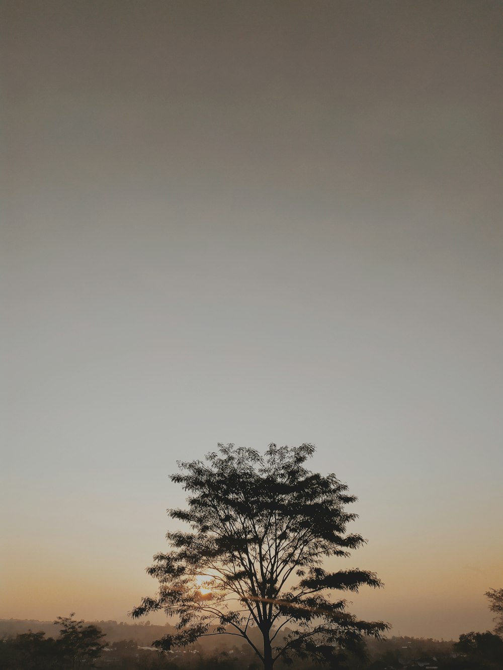 Silueta de árbol durante la puesta del sol