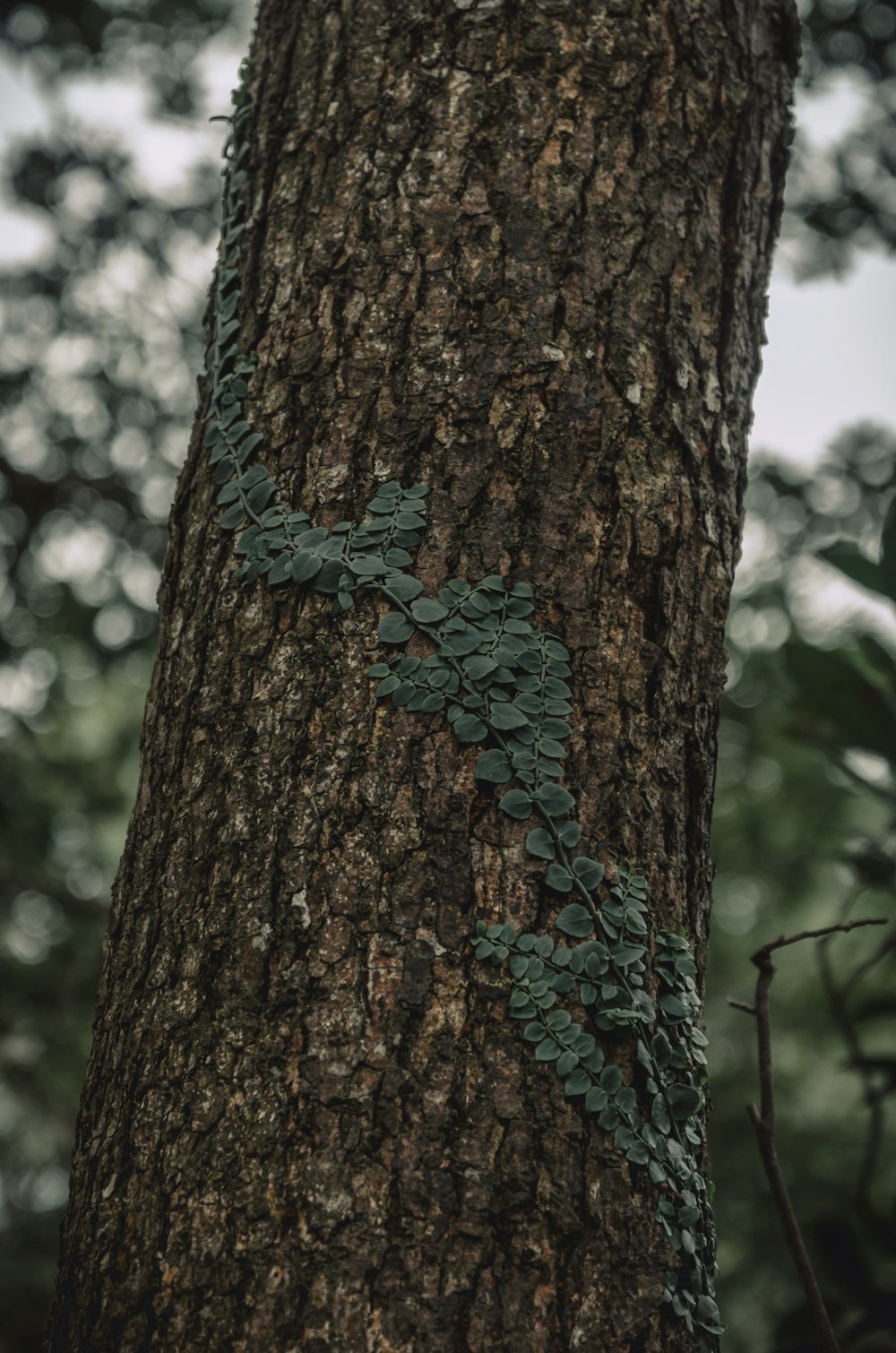 brown tree trunk with blue moss