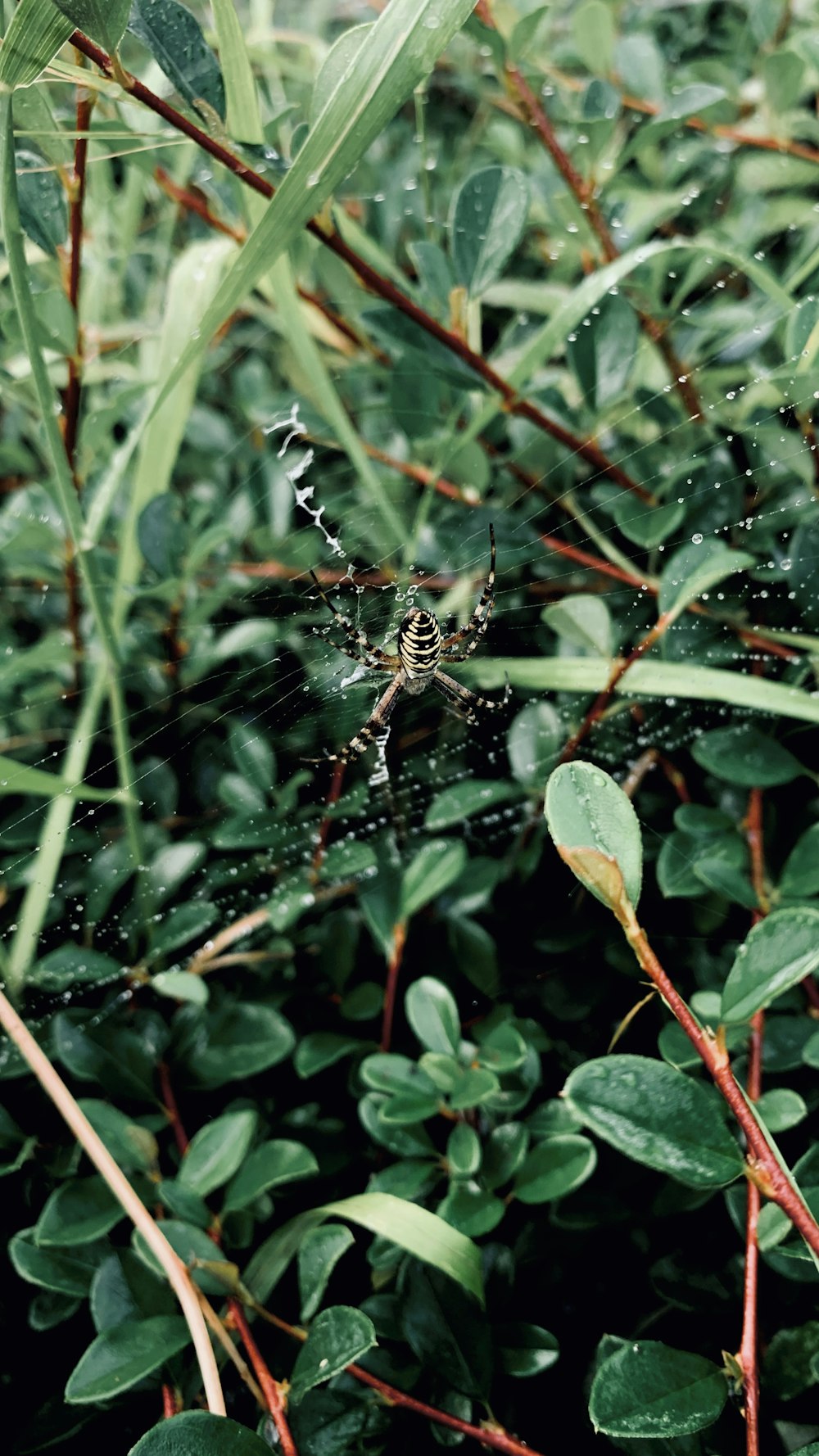 a spider sits on its web in the middle of a bush