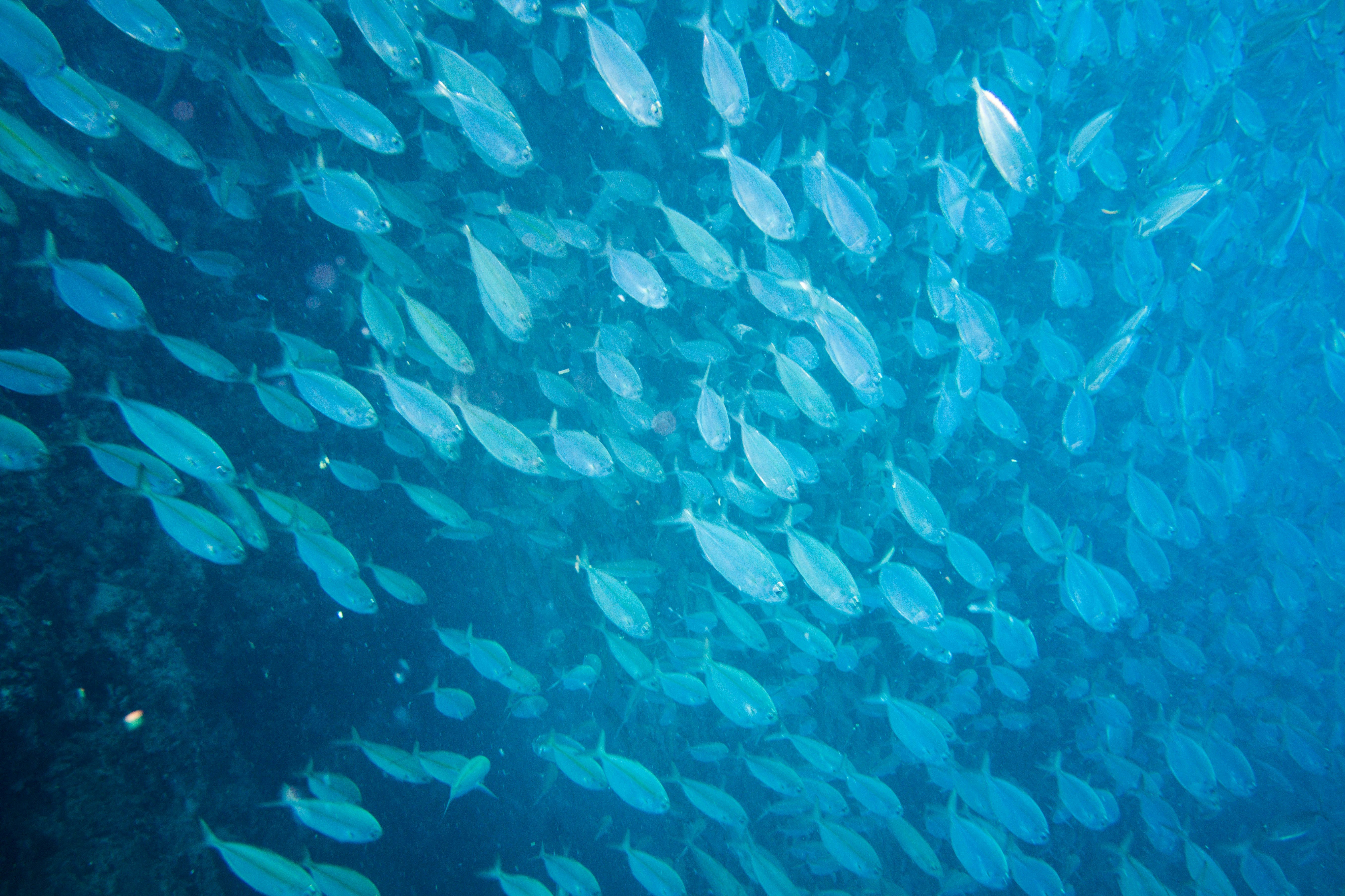 Shoal of Fish