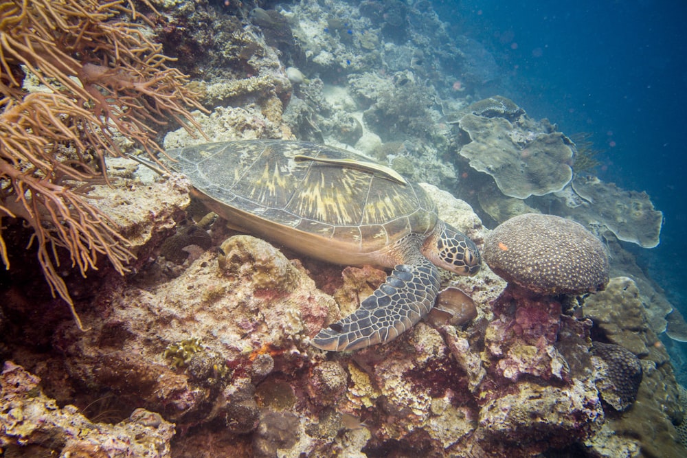 brown and black turtle on brown coral reef