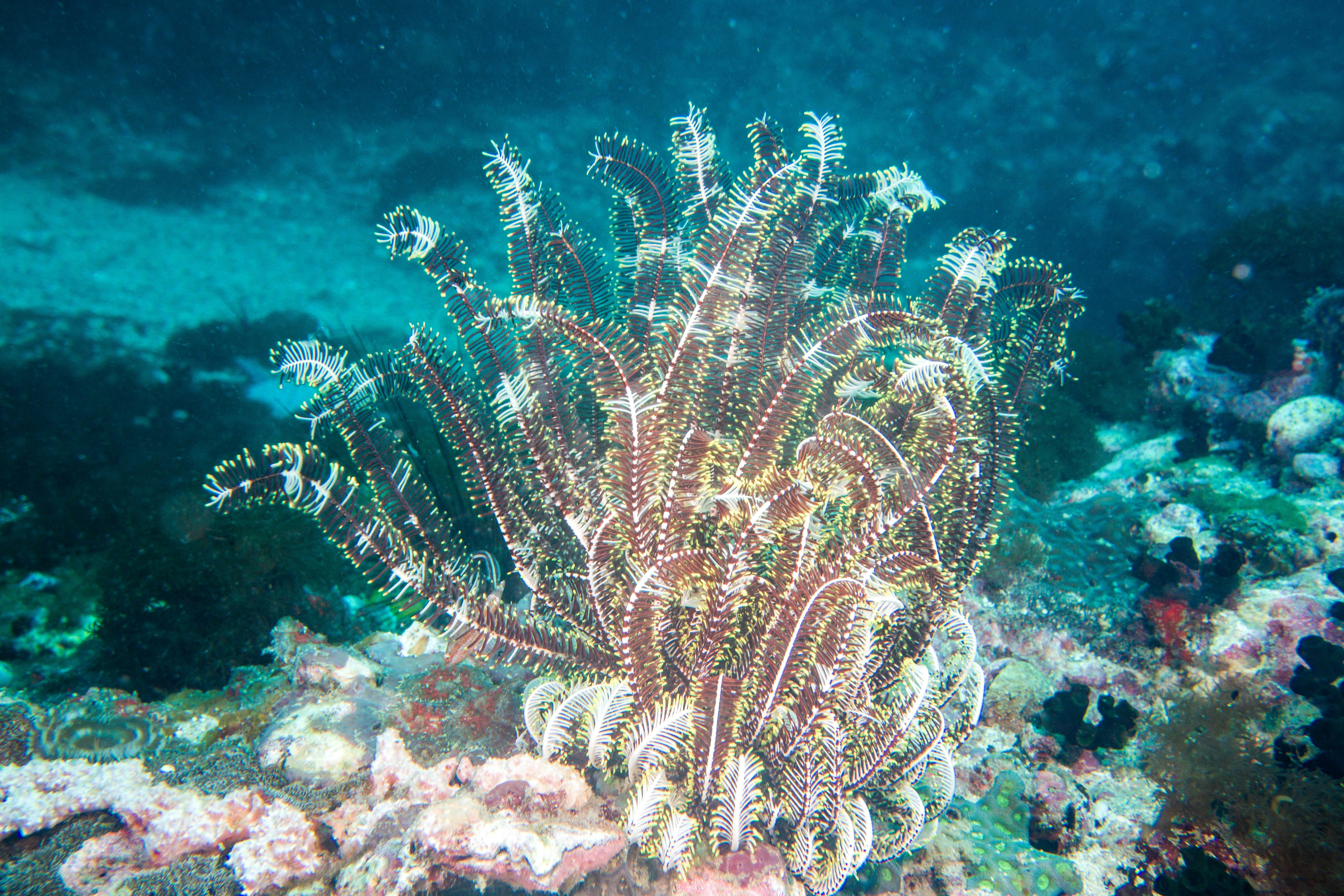 Photo by mystkittsdivebuddy