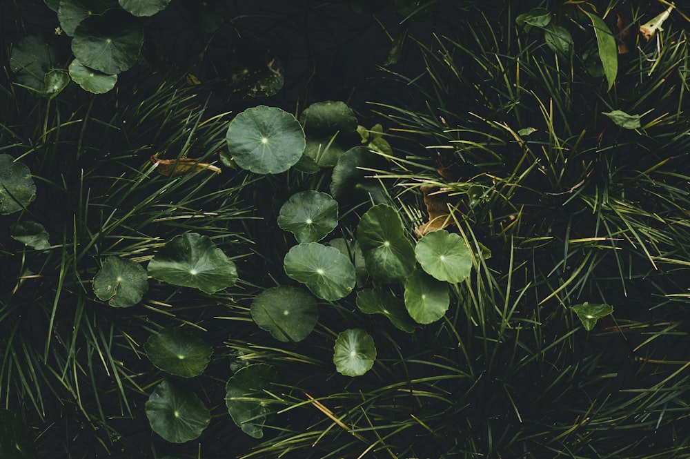 green leaves with water droplets