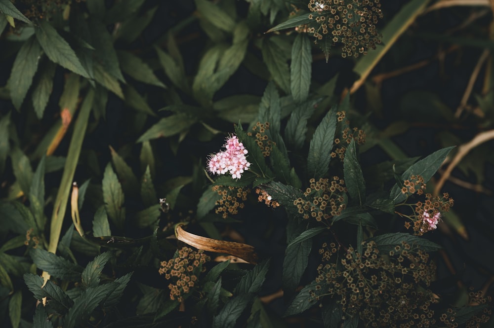 pink and white flowers with green leaves