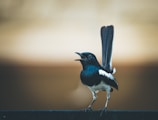 black and white bird on brown wooden fence