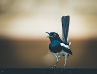 black and white bird on brown wooden fence