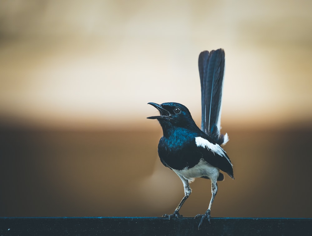 black and white bird on brown wooden fence