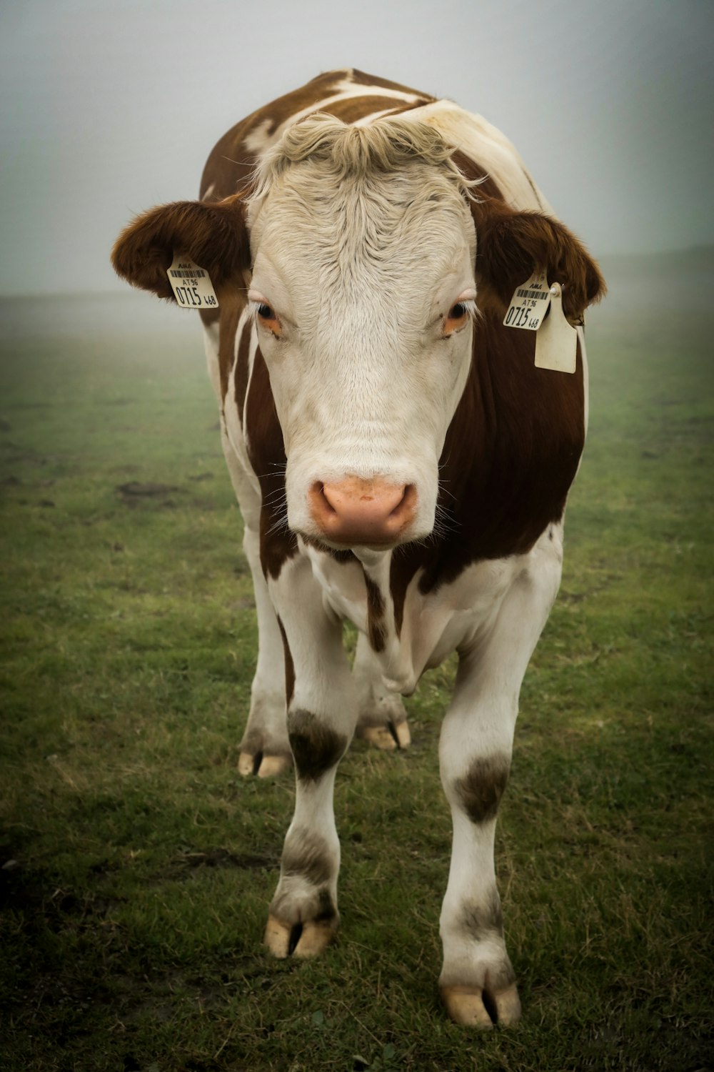 white and brown cow on green grass field during daytime