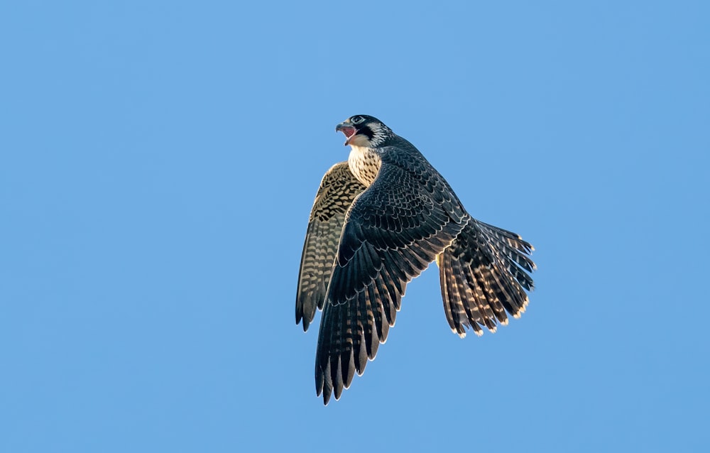 brown and white bird flying under blue sky during daytime